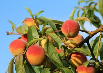 Персик щепіть на абрикос