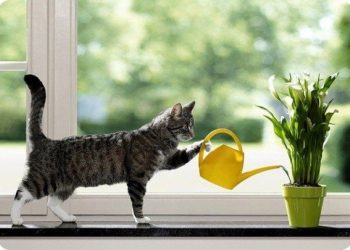 Кінець зими — час пересадки кімнатних рослин