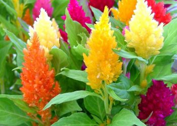 Яскраві гребінці целозії