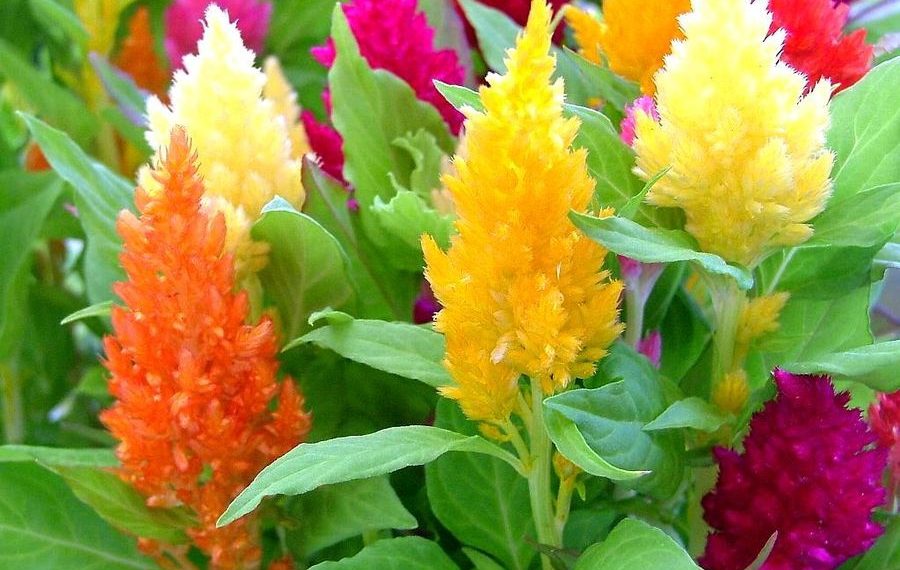 Яскраві гребінці целозії