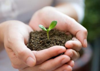 Знезаражуємо грунт для розсади