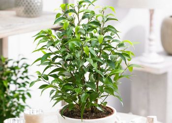 Аби фікус не витягувався