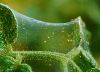 Розсаду бережіть від кімнатних квітів