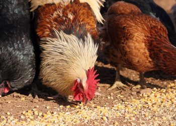 Як не допустити авітамінозу у курей