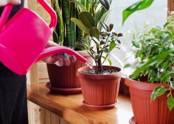 Місячний календар для кімнатних рослин на лютий