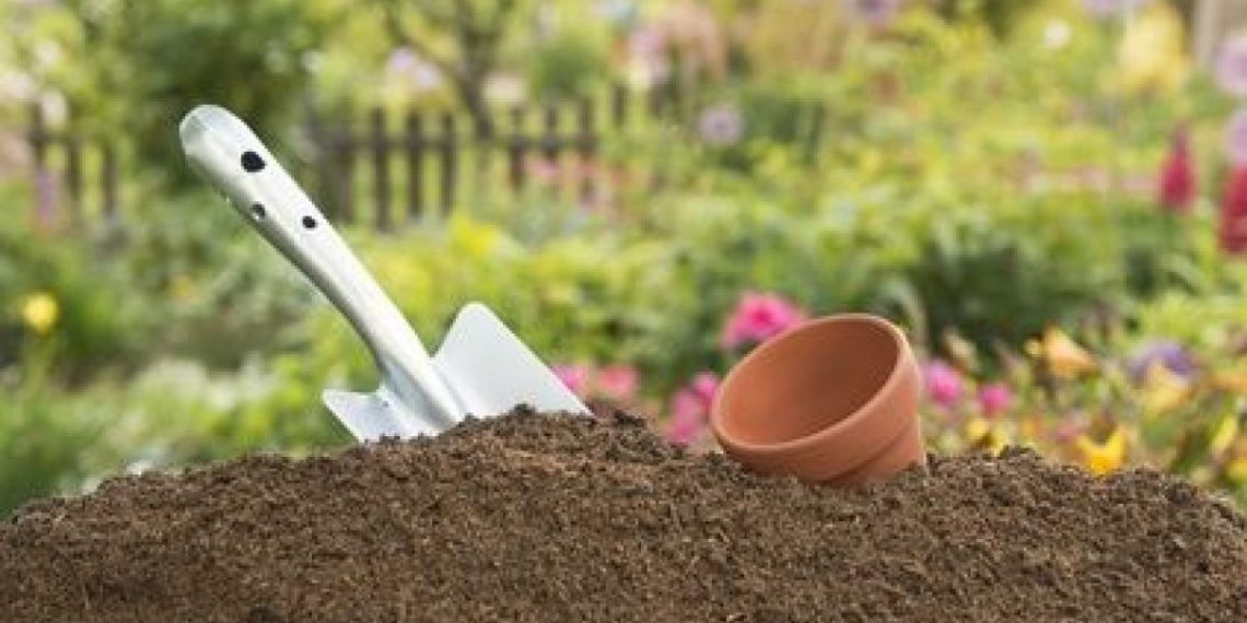 Як продезинфікувати і підживити насіння перед посівом