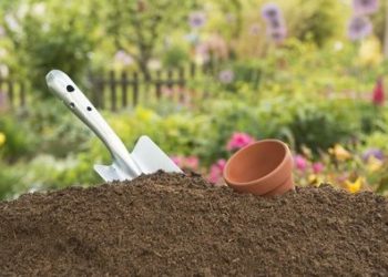 Як продезинфікувати і підживити насіння перед посівом