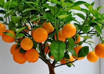 Тропіки з кісточки