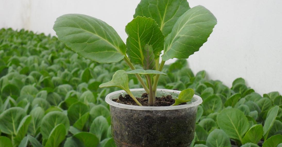 Ранню капусту завжди маю