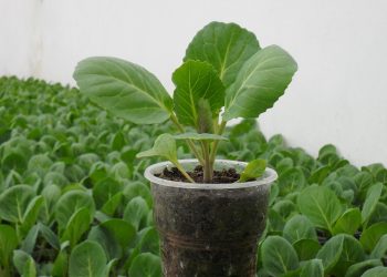 Ранню капусту завжди маю