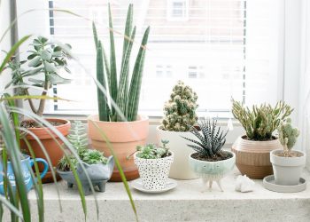 Полив кімнатних квітів: верхній або нижній?