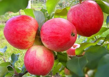 Насіння яблуні та груші потребує стратифікації