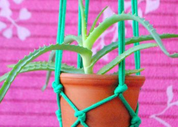 Як швидко та красиво підвісити квітку