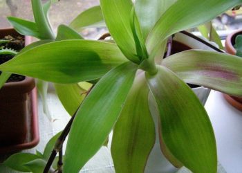 Вус золотий, бо цілющий