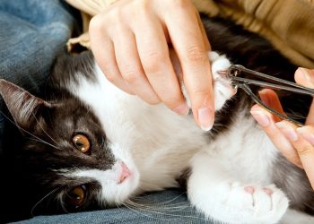 Чи потрібен кішці «манікюр»?