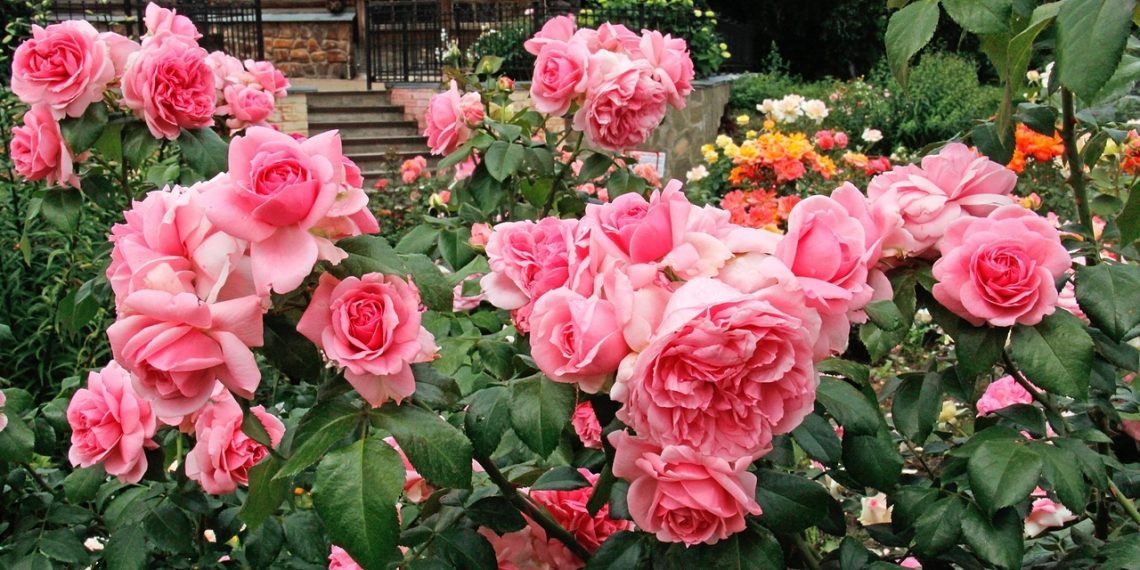 Готуємося висаджувати троянди