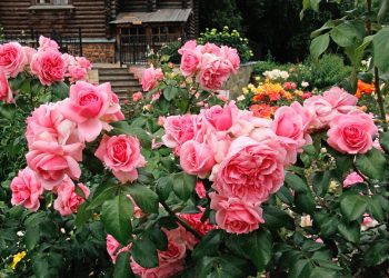 Готуємося висаджувати троянди