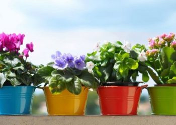 Календар по догляду за кімнатними рослинами на березень