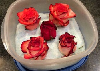 Засушіть квіти на згадку