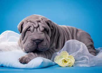 Як позбутися зморшок на лобі в домашніх умовах