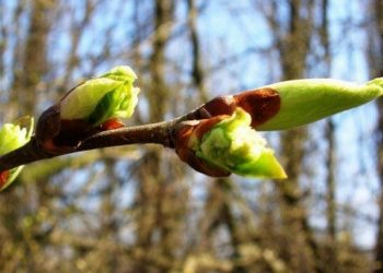 Березові бруньки — природні ліки від багатьох хвороб