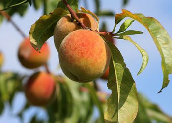 Чому в персика опадає листя?