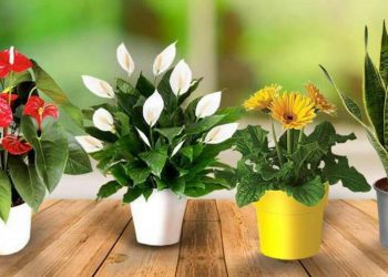 Пересаджуючи кімнатні рослини — додайте пінопласт