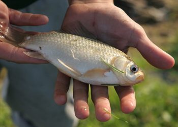 Чи можна їсти рибу з гельмінтами?