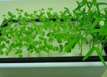 Як проростити насіння в поролоновій губці