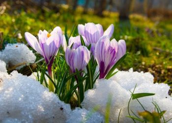 Березень на городі, в саду та квітнику