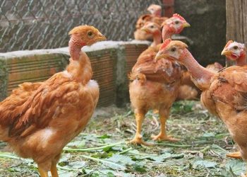 Голошийки невибагливі й продуктивні