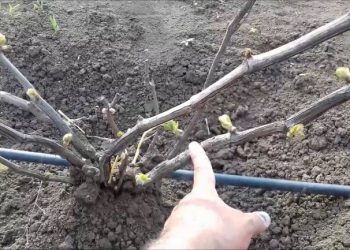 Коли розкривати виноград, щоб не поспішити і не спізнитись