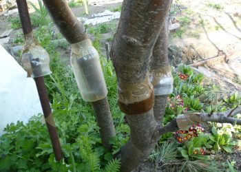 Ловчий пояс із пластикової пляшки