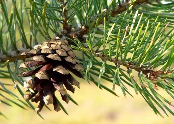 Дренаж для кімнатних рослин зробіть із соснових шишок