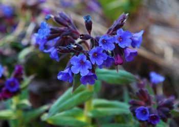 Медуниця декоративна і взимку