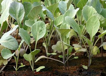 Як виростити розсаду броколі