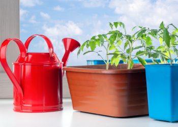 Чому на розсаді пліснява