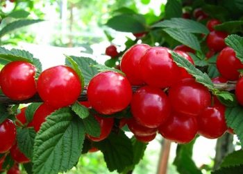 Аби повстяна вишня добре плодоносила