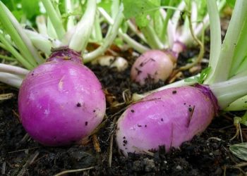 Без щедрих поливів ріпу не виростити