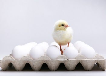 Які яйця закладати в інкубатор