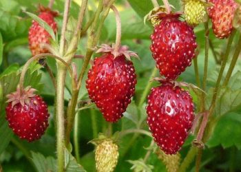 Секрет здорової суниці