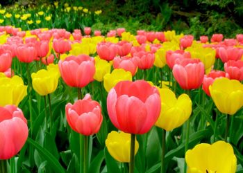 Найчастіші запитання про тюльпани