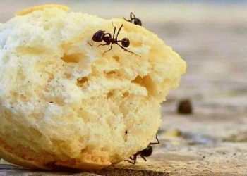 Як позбутися мурах у домі: перевірений народний засіб