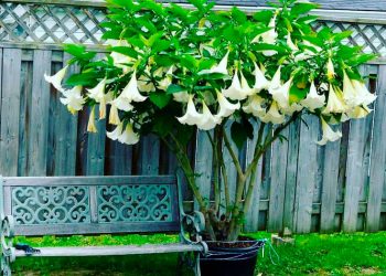 Бругмансія — квіткове дерево
