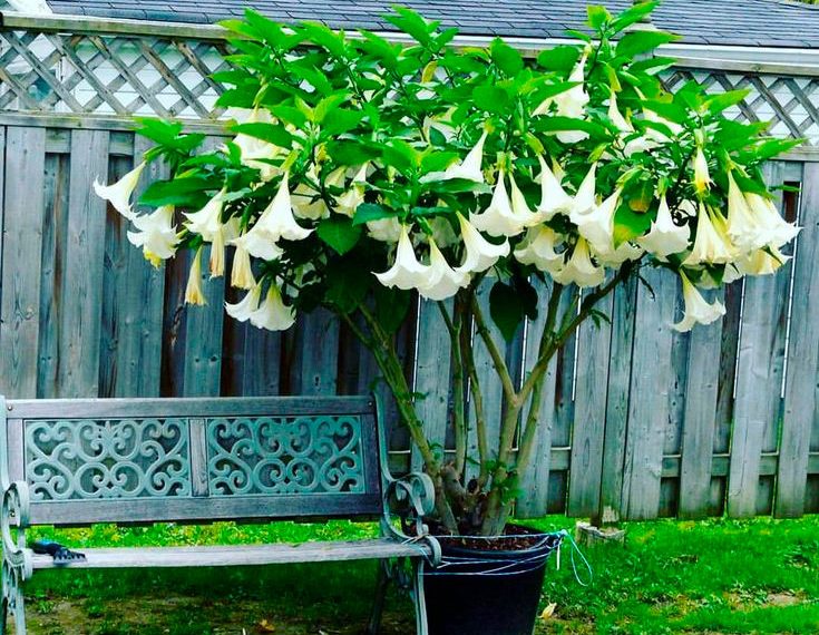 Бругмансія — квіткове  дерево