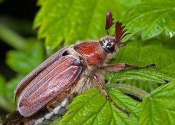 Готуйте пастку для хрущів