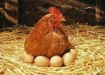 Як посадити курку на яйця