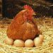 Як посадити курку на яйця