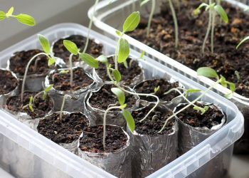 Чому полягають сіянці