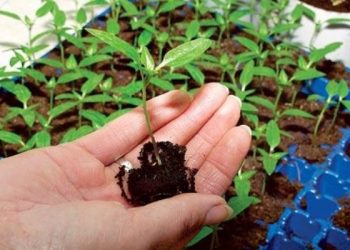 Чи так важливо пікірувати розсаду